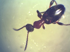 Anthelephila pedestris