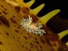 Caldukia affinis