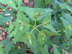 Euphorbia sieboldiana