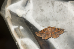 Garaeus specularis