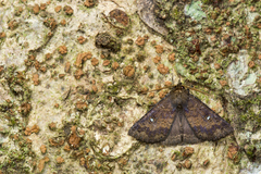 Hypersypnoides punctosa