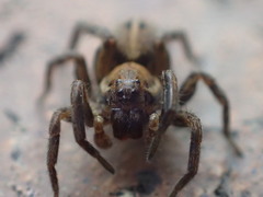 Artoriopsis