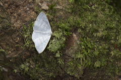 Lomographa platyleucata