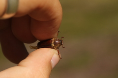 Amphimallon fallenii