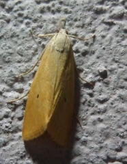 Scirpophaga incertulas