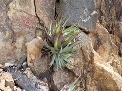 Aloe succotrina