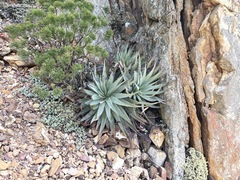 Aloe succotrina