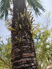 Pyrrosia adnascens