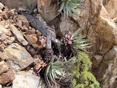 Aloe succotrina