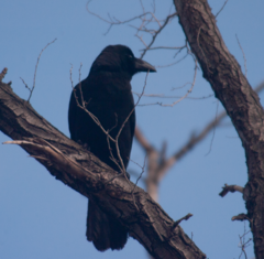 Corvus macrorhynchos