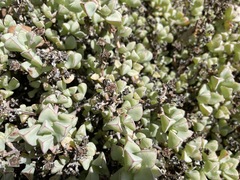 Oscularia caulescens