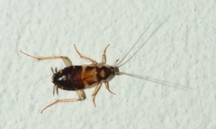Supella dimidiata