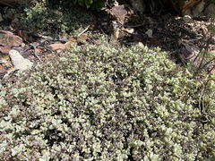 Oscularia caulescens