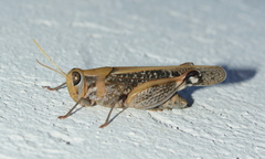 Calliptaminae