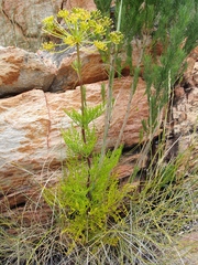 Notobubon tenuifolium