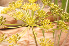 Notobubon tenuifolium