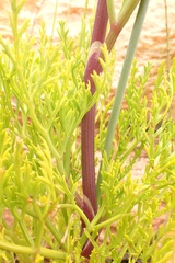 Notobubon tenuifolium