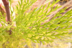 Notobubon tenuifolium