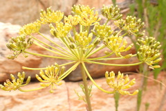 Notobubon tenuifolium