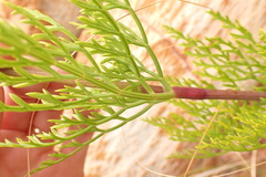 Notobubon tenuifolium