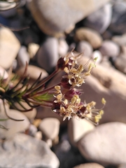 Plantago sempervirens