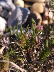 Plantago sempervirens