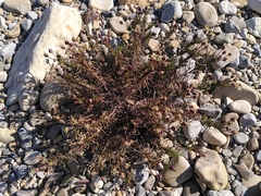 Plantago sempervirens