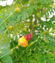 Caesalpinia pulcherrima