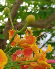 Caesalpinia pulcherrima