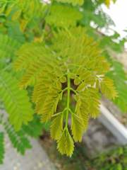 Caesalpinia pulcherrima