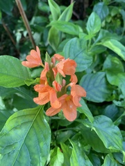 Crossandra infundibuliformis