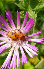 Leptopalpus rostratus