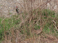 Phasianus versicolor