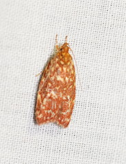 Syringoseca rhodoxantha