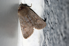 Orthosia populeti