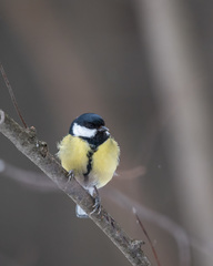 Parus major