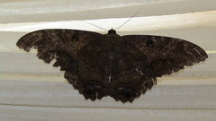 Ascalapha odorata