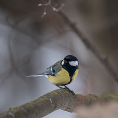 Parus major