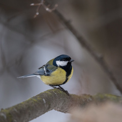 Parus major