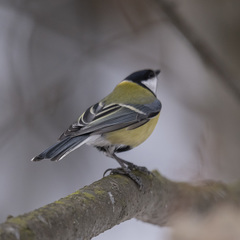 Parus major