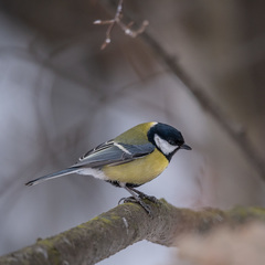 Parus major