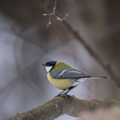 Parus major