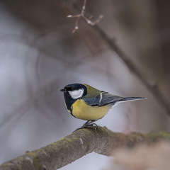Parus major