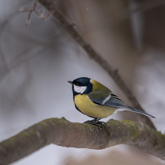 Parus major