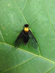Chrysopilus davisi