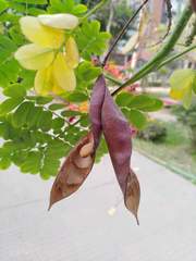 Caesalpinia pulcherrima
