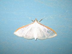 Palpita nigropunctalis