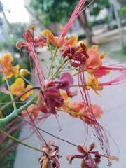 Caesalpinia pulcherrima