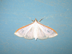 Palpita nigropunctalis