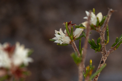 Cryptandra hispidula